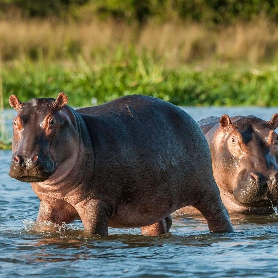 2-Day Safari from Zanzibar to Nyerere National Park