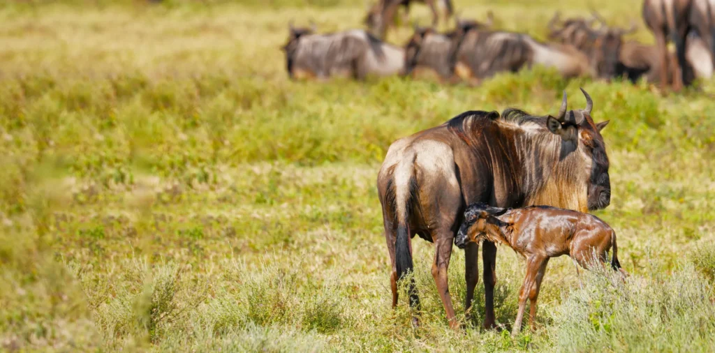 From Ndutu’s Great Migration Plains to Central Serengeti and Ngorongoro—A Premium 6-Day Wildlife Adventure