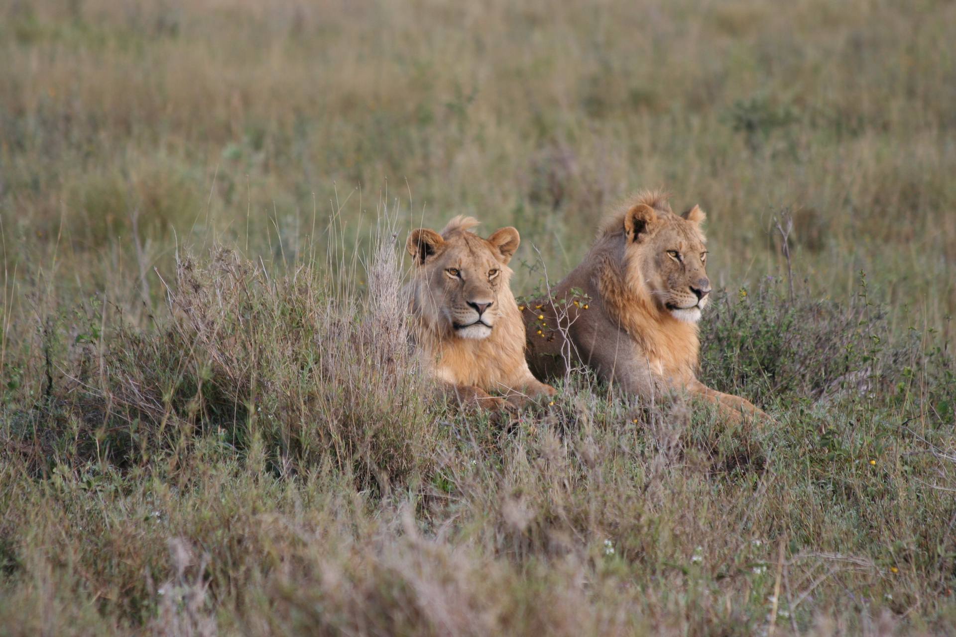 7 Day Serengeti, Ngorongoro & Lake Manyara Mid-Range Safari