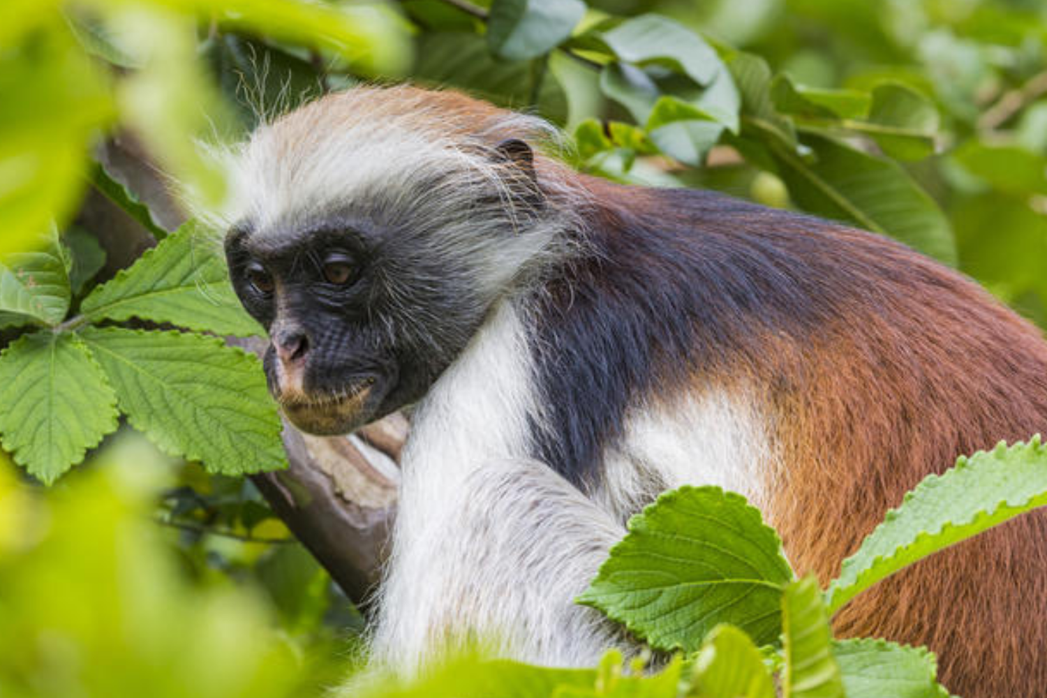 Tanzania Monkey Safaris in Udzungwa Mountains National Park