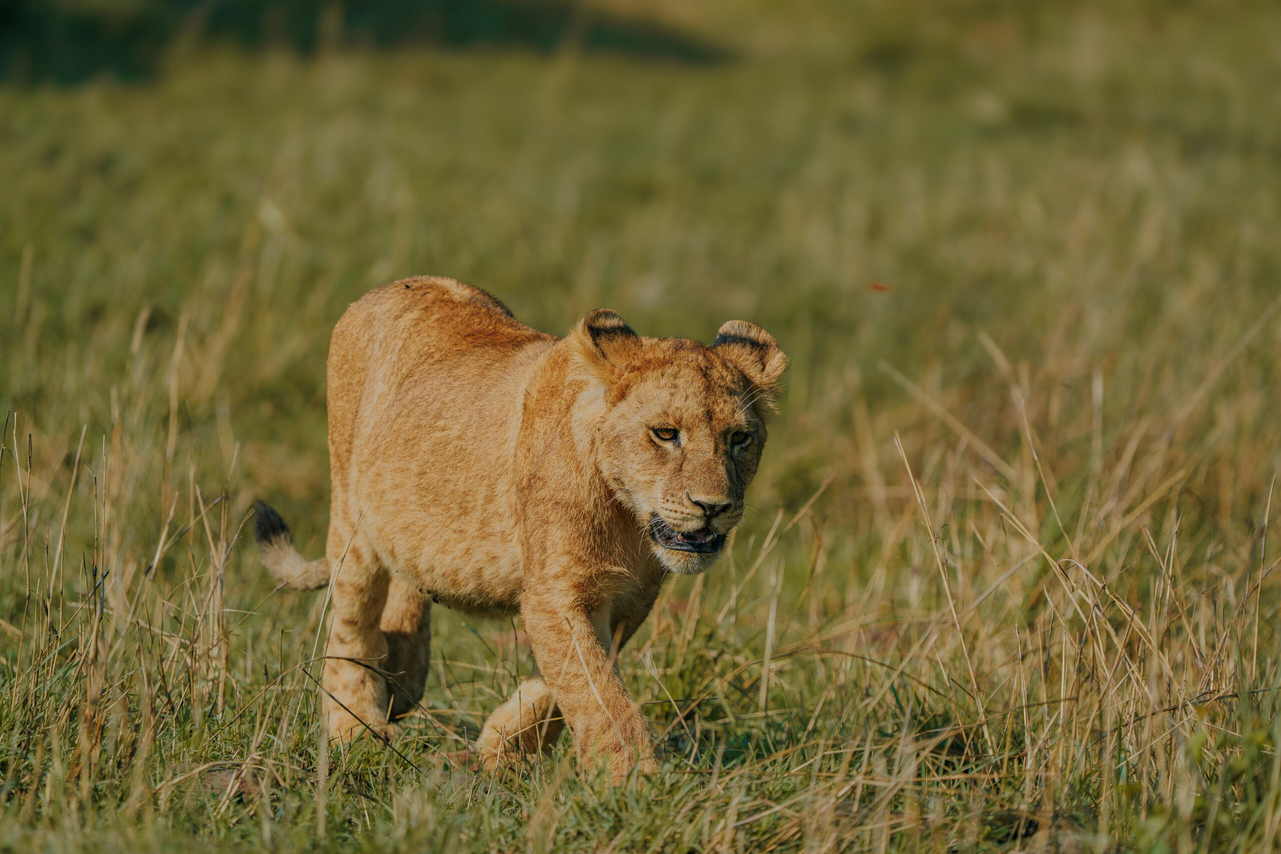 5 Day Kenya Big five safari