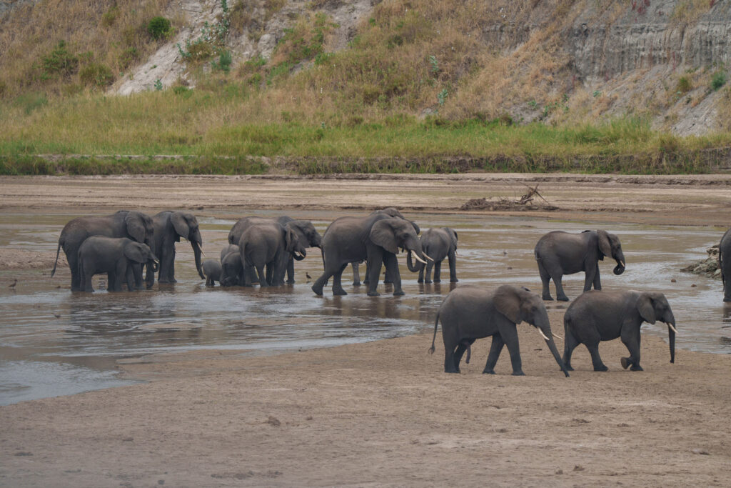 Tanzania Safari Parks with elephants in Tarangire National Park