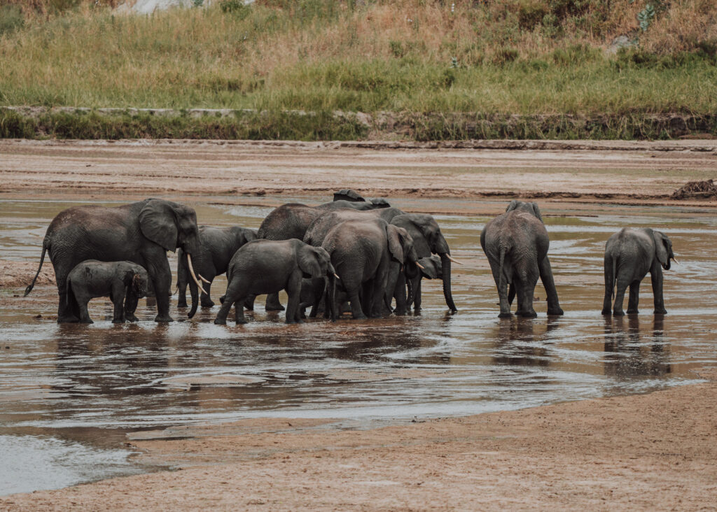 12 Day Private Kenya Tanzania Zanzibar safari wildlife game drive