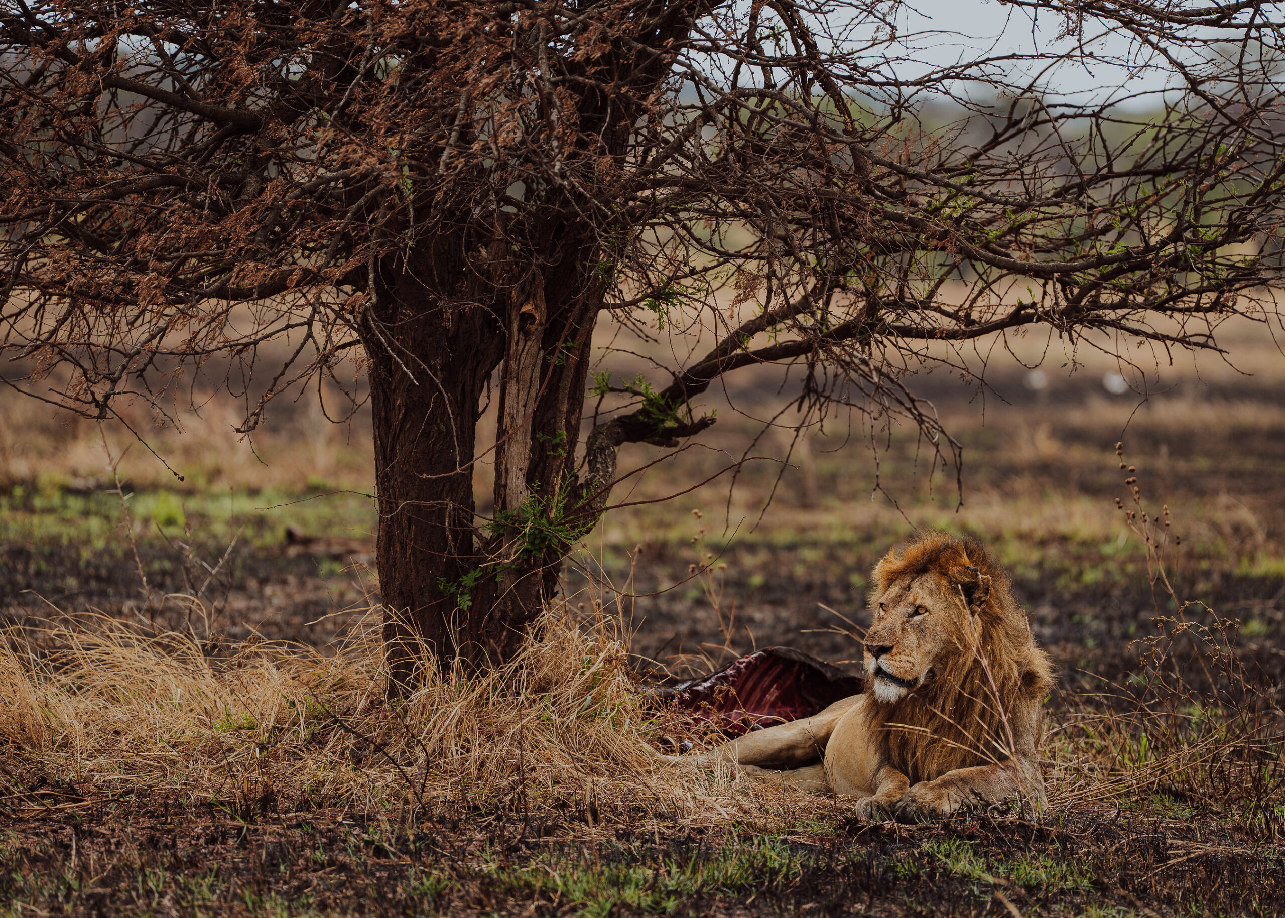 Tanzania National Parks Serengeti wildlife safari
