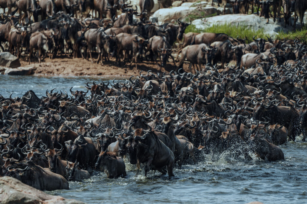 7 Days Great Migration Fly-In Luxury Safari with wildebeest in Tanzania