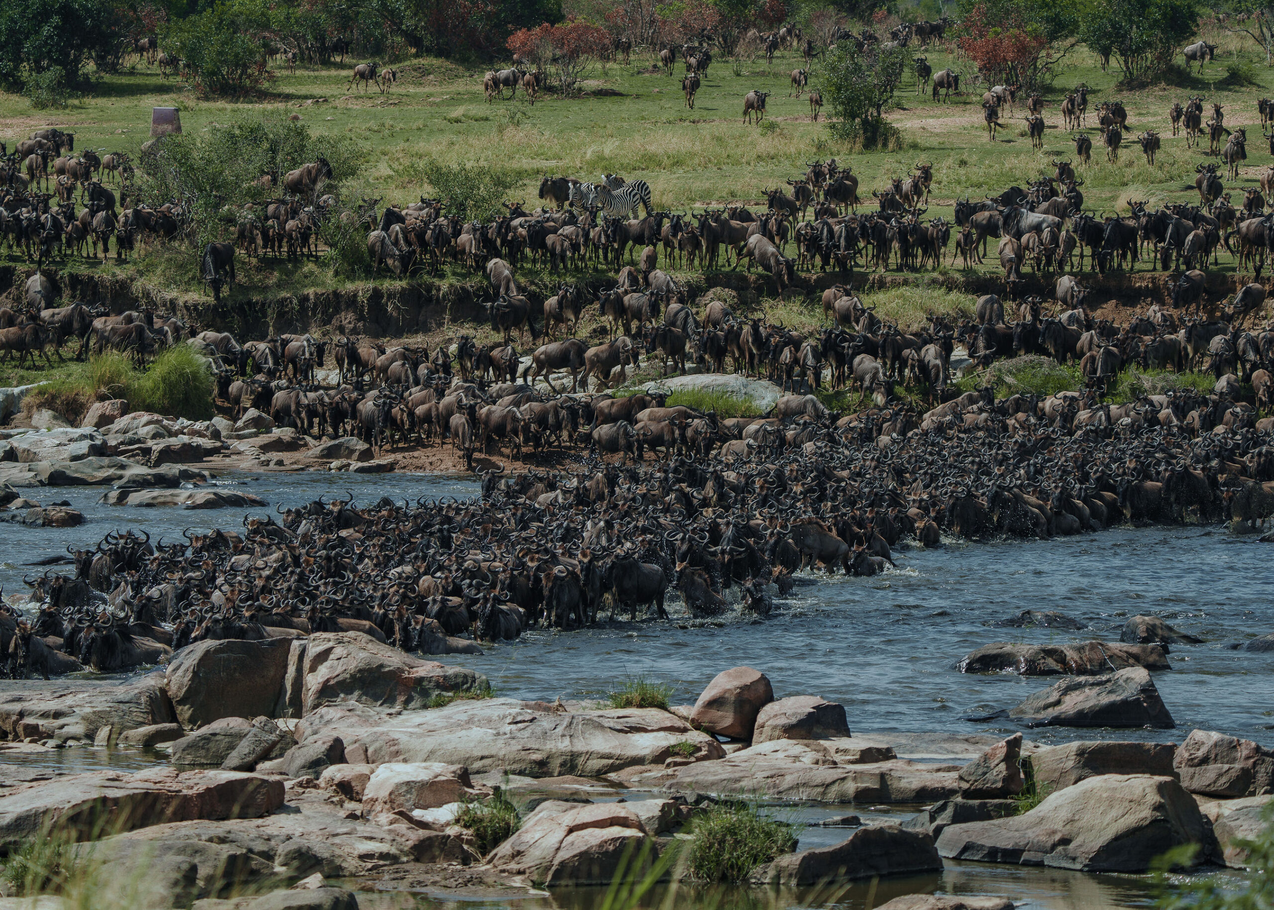 Tanzania National Parks Serengeti wildlife safari