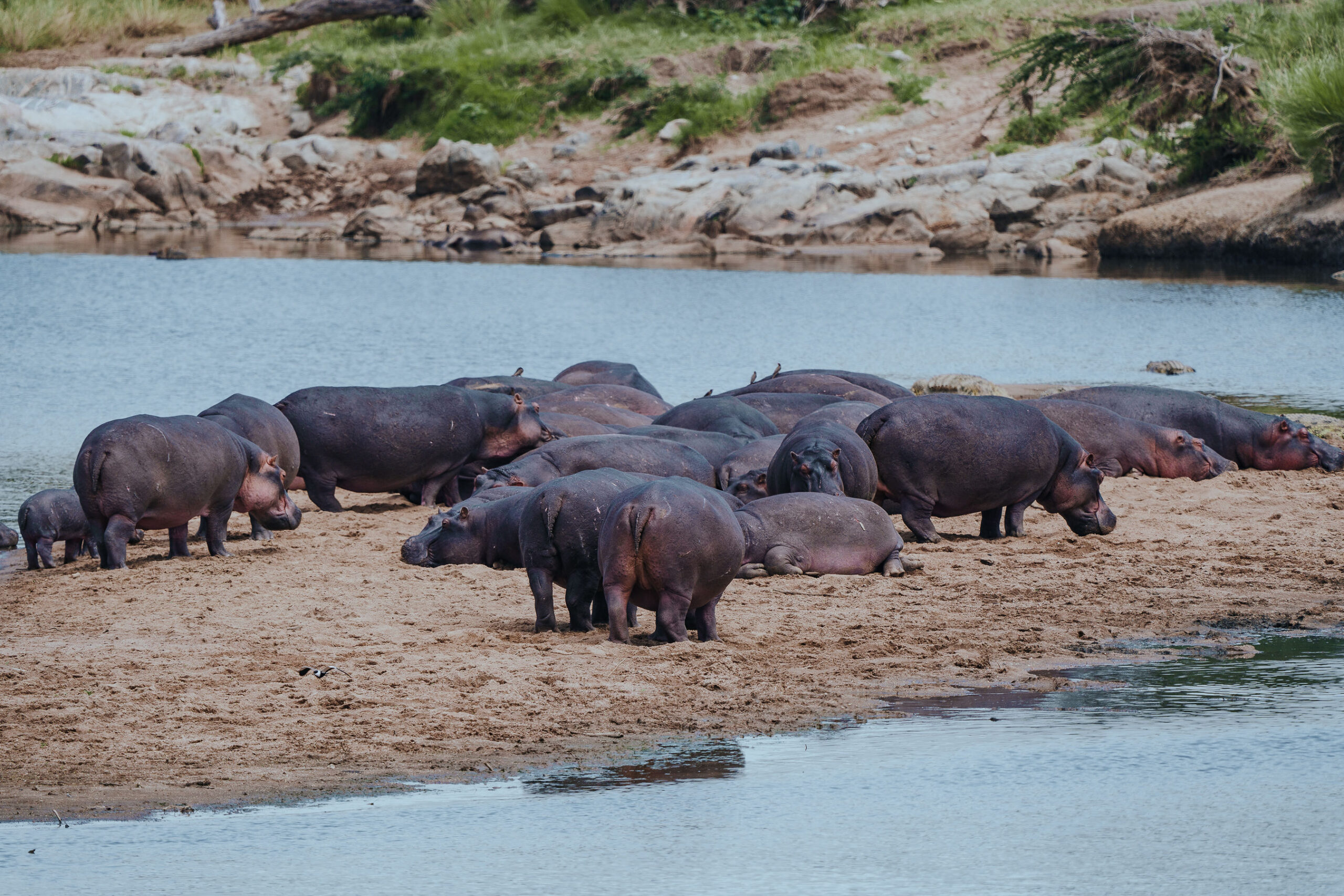 Tanzania Wildlife Destinations featuring lions in Ruaha National Park