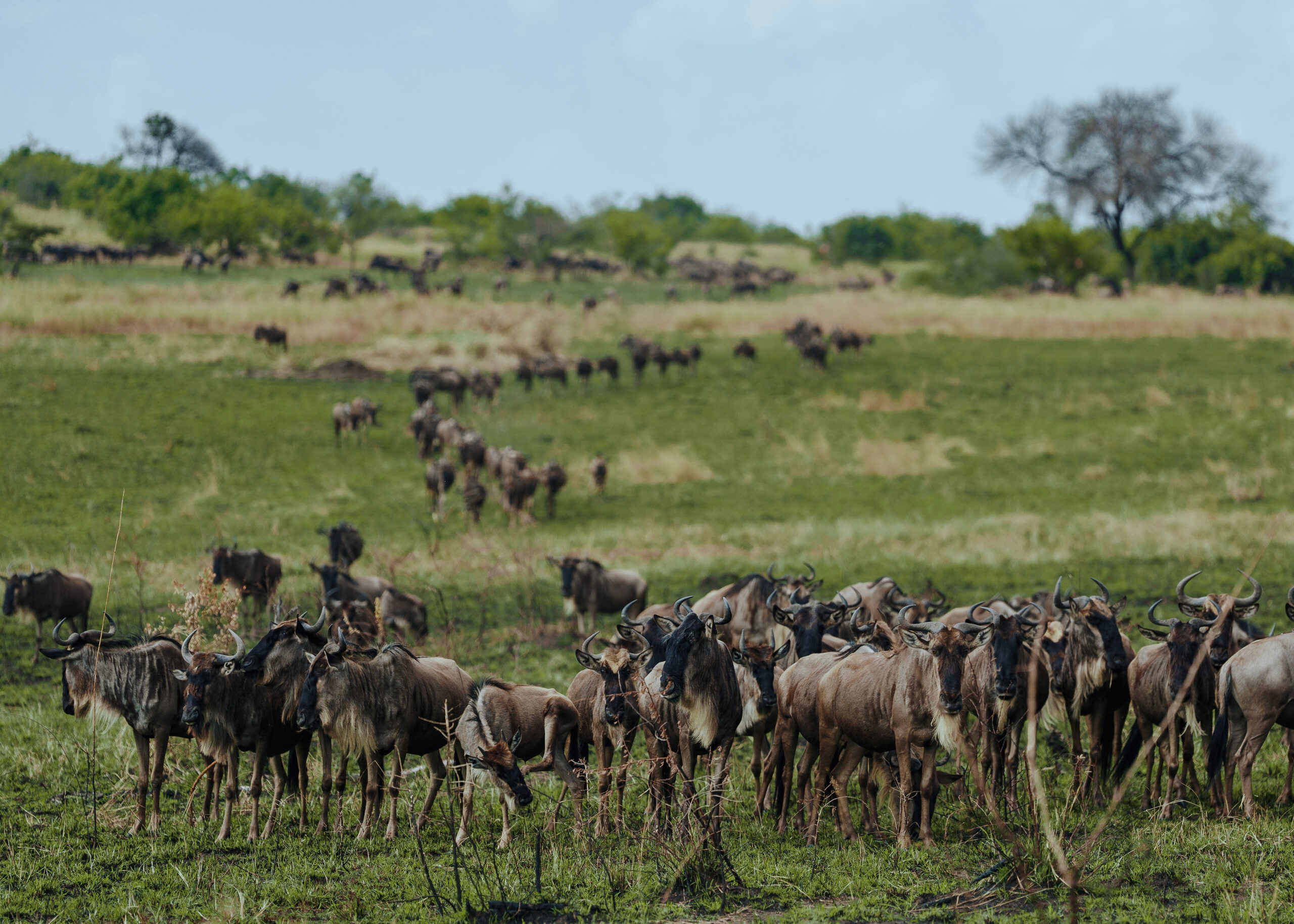 Best Time for Tanzania Safari and Great Migration wildlife