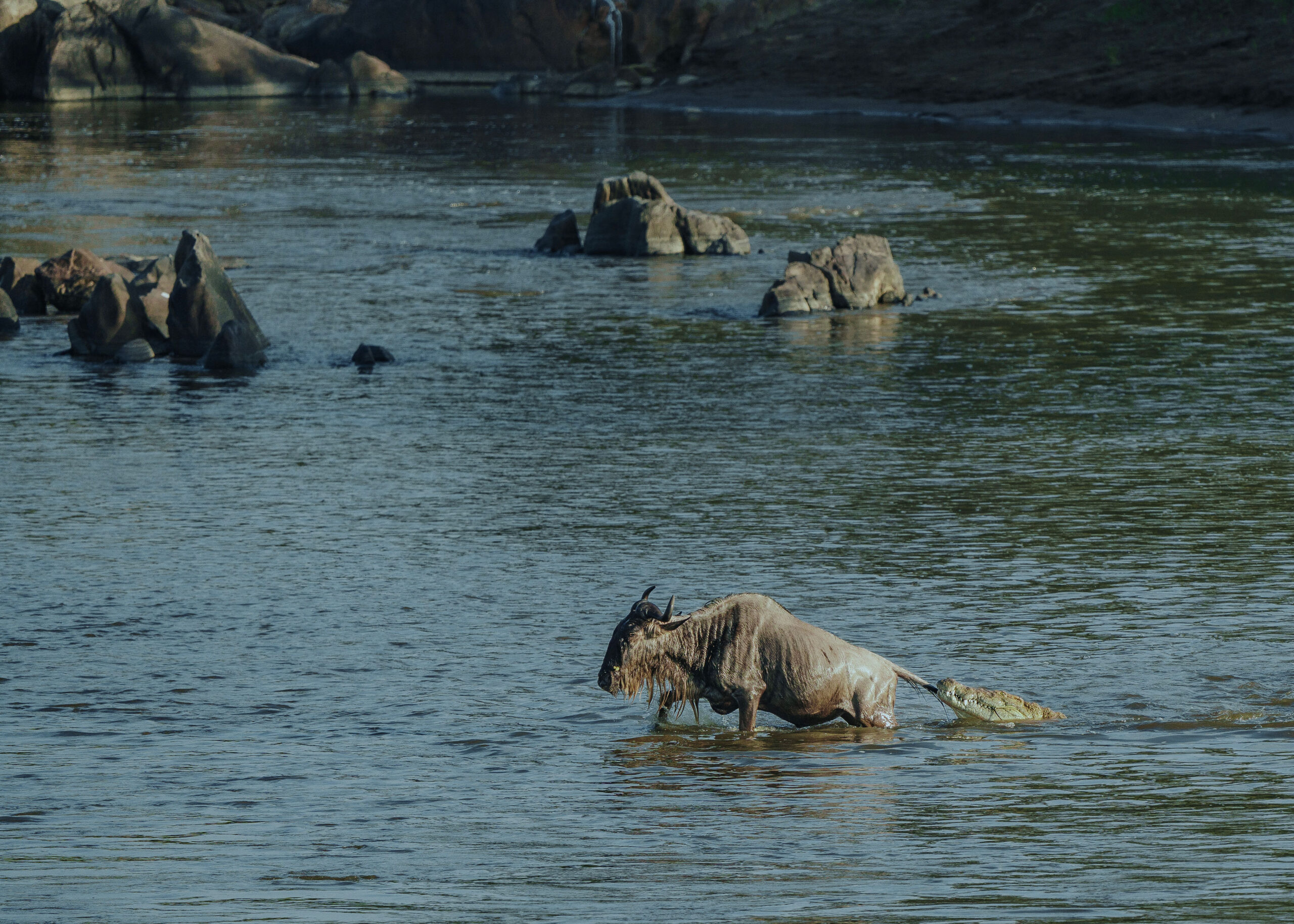 Best Time to Visit Serengeti and explore its open savannah landscape