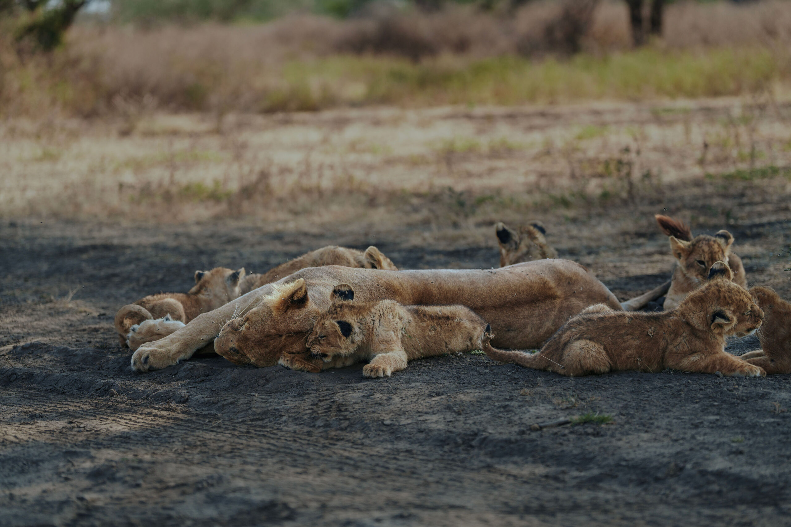 Ngorongoro Crater safari wildlife experience in Tanzania