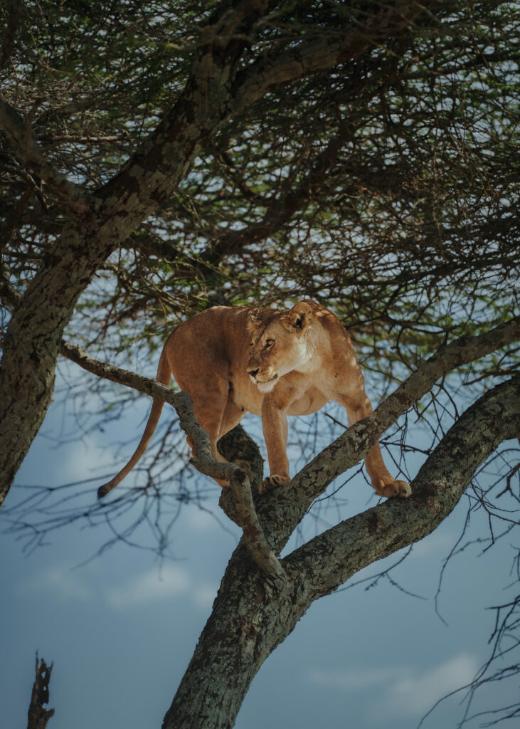 Serengeti Guide showing Serengeti National Park wildlife in Tanzaniav