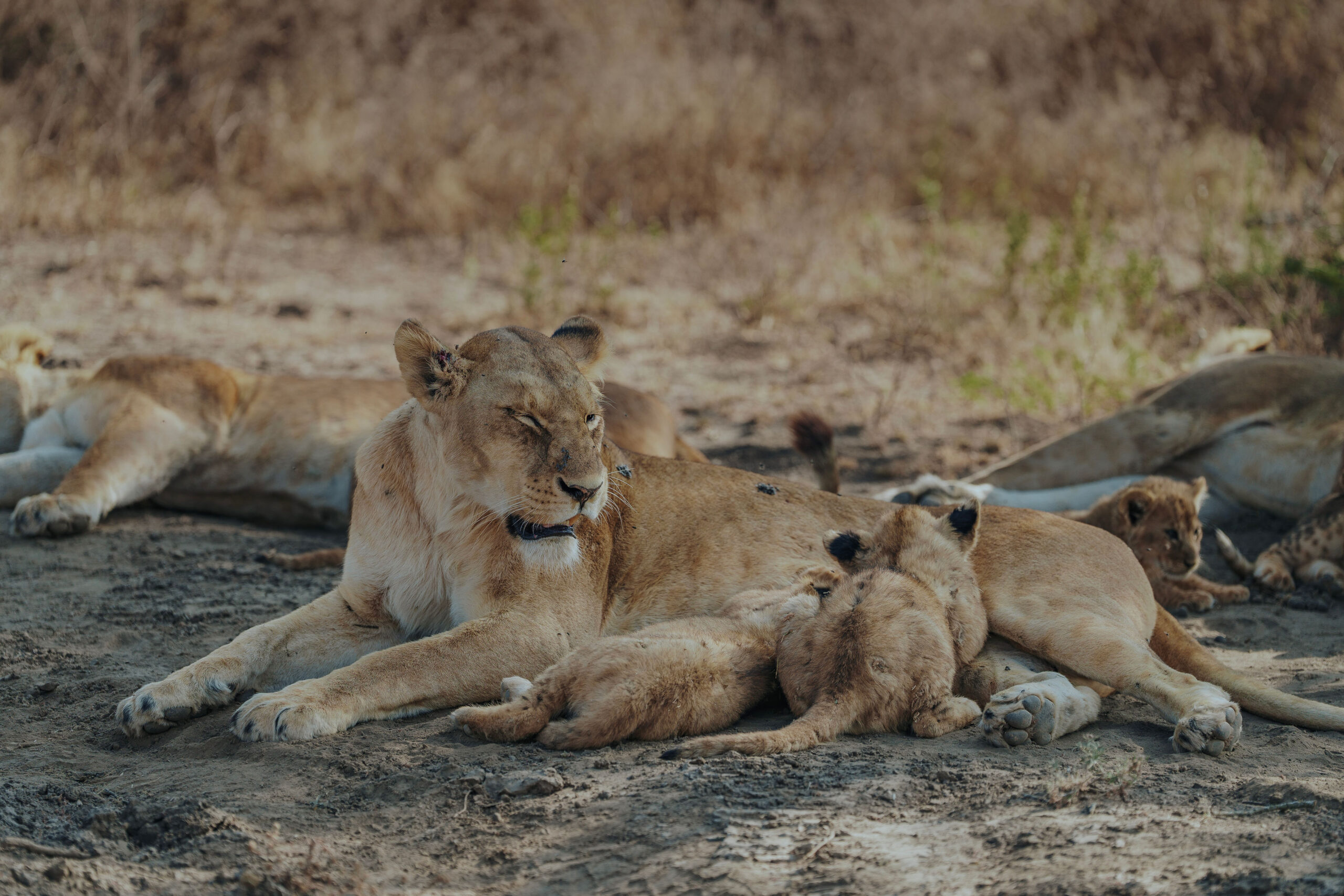 Tanzania safari questions about Serengeti wildlife viewing