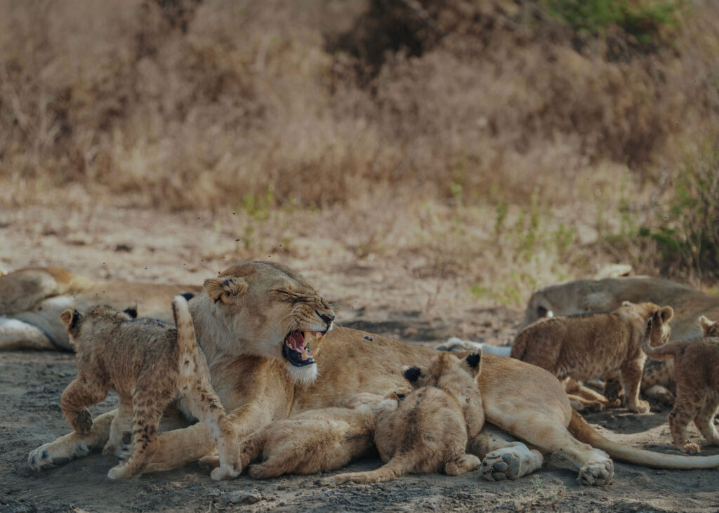 11 Days Luxury Tanzania Safari and Zanzibar Holiday in Tanzania