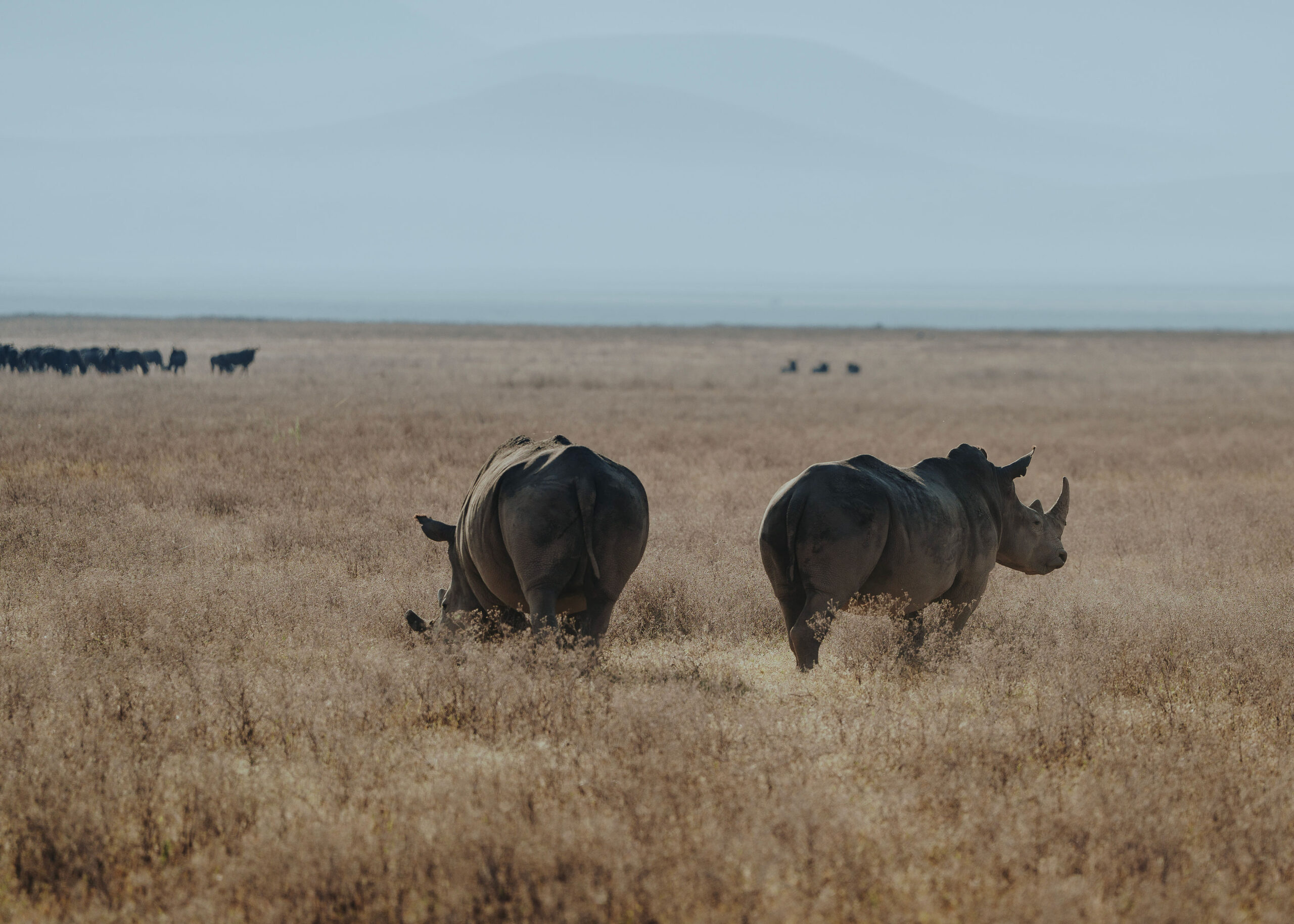 Best Tanzania safari itinerary through Serengeti and Ngorongorov