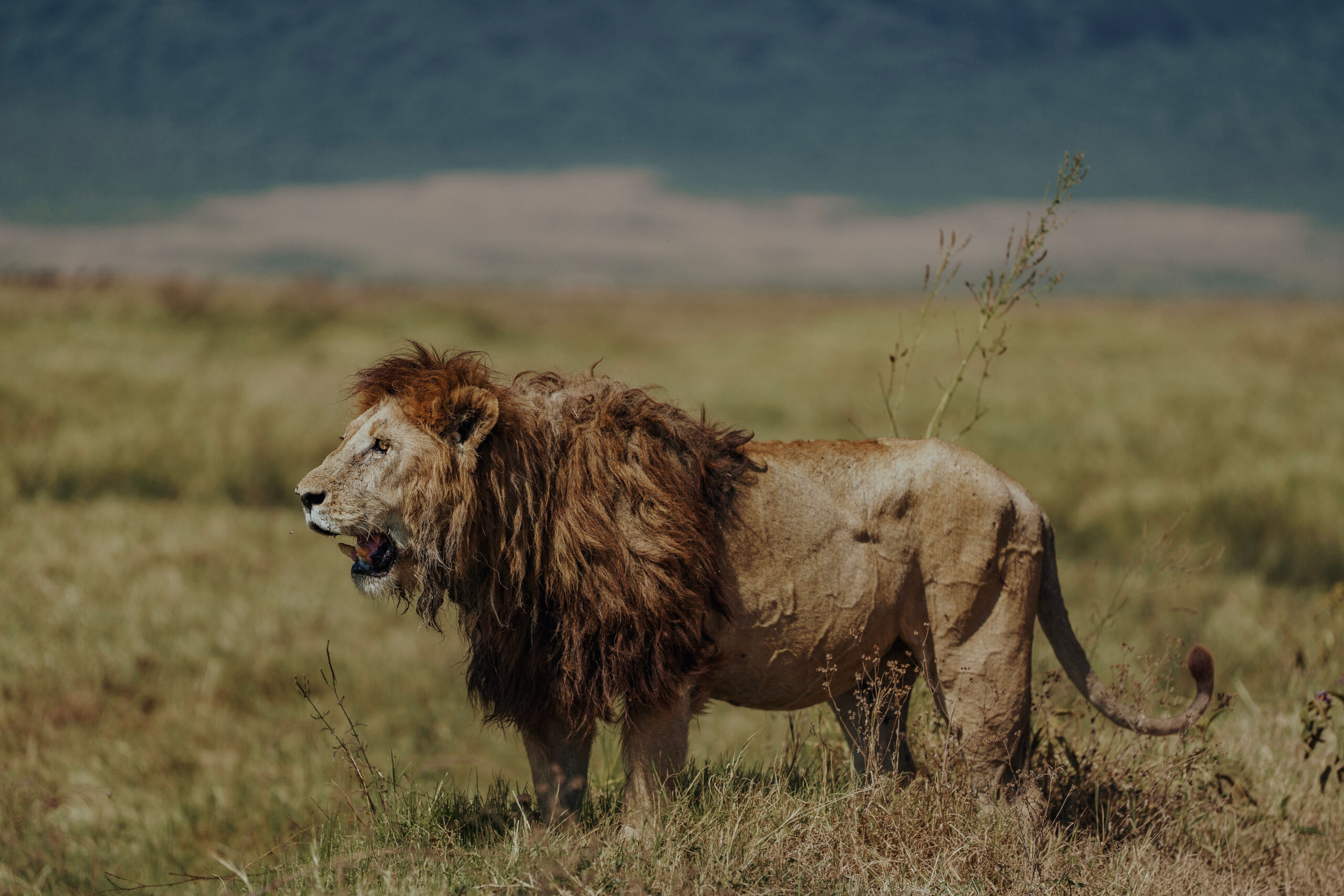Ngorongoro Crater safari vehicle exploring Tanzania wildlife