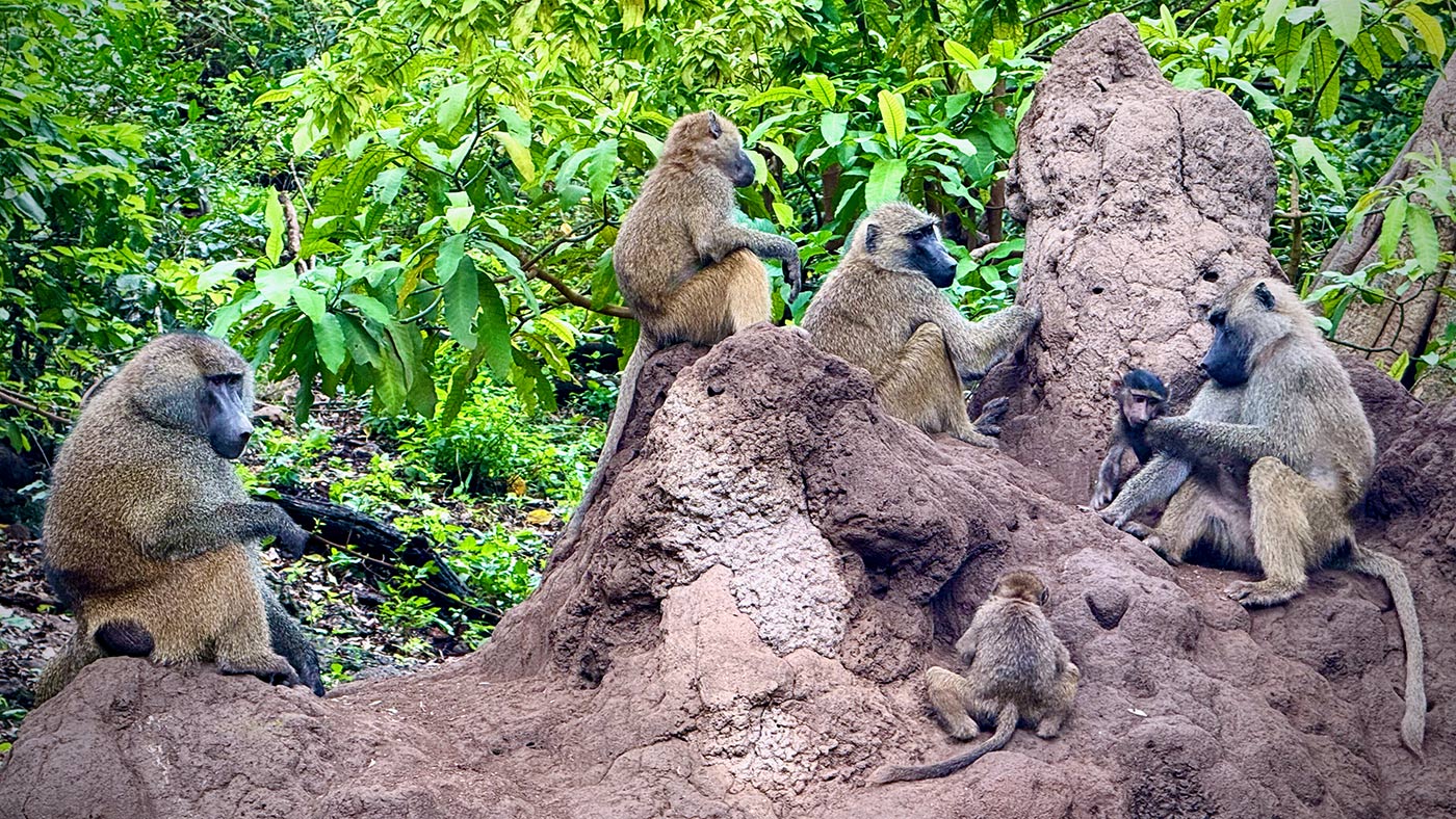 Tanzania Primate Tours with black and white colobus monkeys