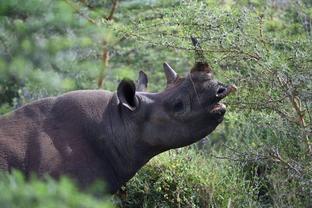 Northern Tanzania Guide safari landscape with elephants and mountains