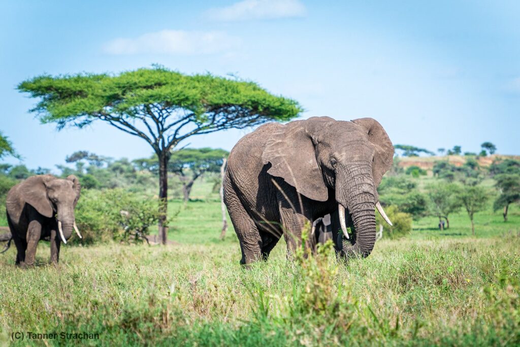Tarangire Guide with elephants and baobab trees in Tanzania