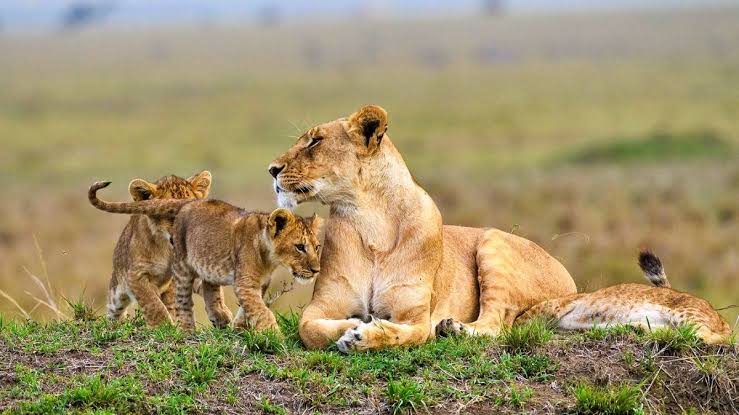 6-Day Serengeti, Ngorongoro and Maasai Cultural Safari from Zanzibar