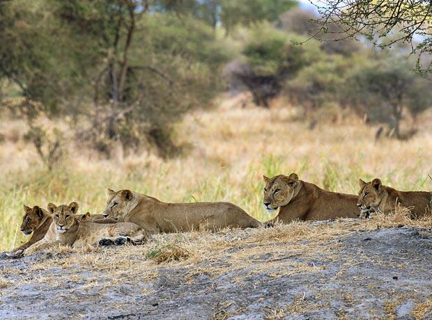 6 Days Serengeti, Ngorongoro & Lake Manyara  Safari from Zanzibar