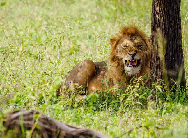 12 Days Luxury Family Safari Kenya & Tanzania