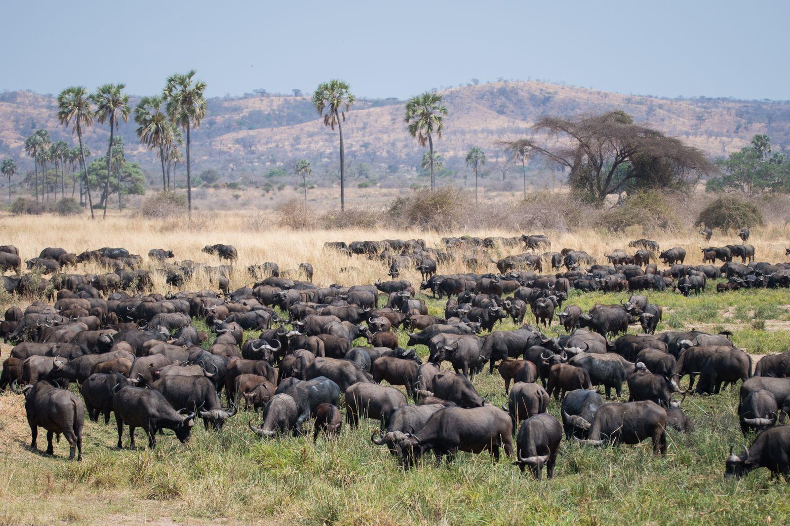 Big Five Safari in Tanzania with African wildlife