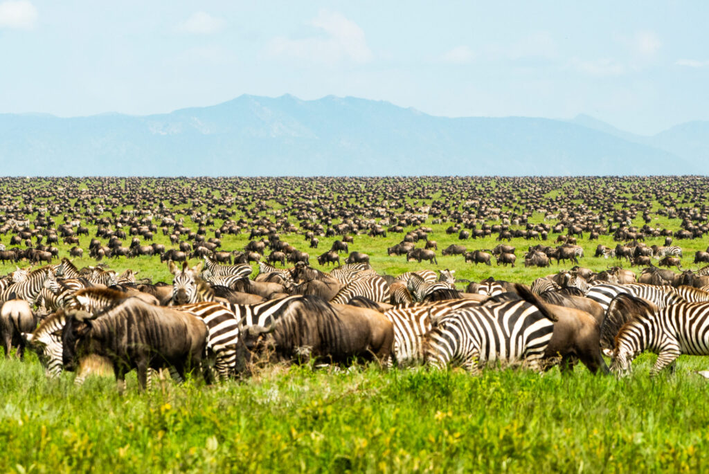6-Day Tarangire and Serengeti Great Migration Mid-Range Safari