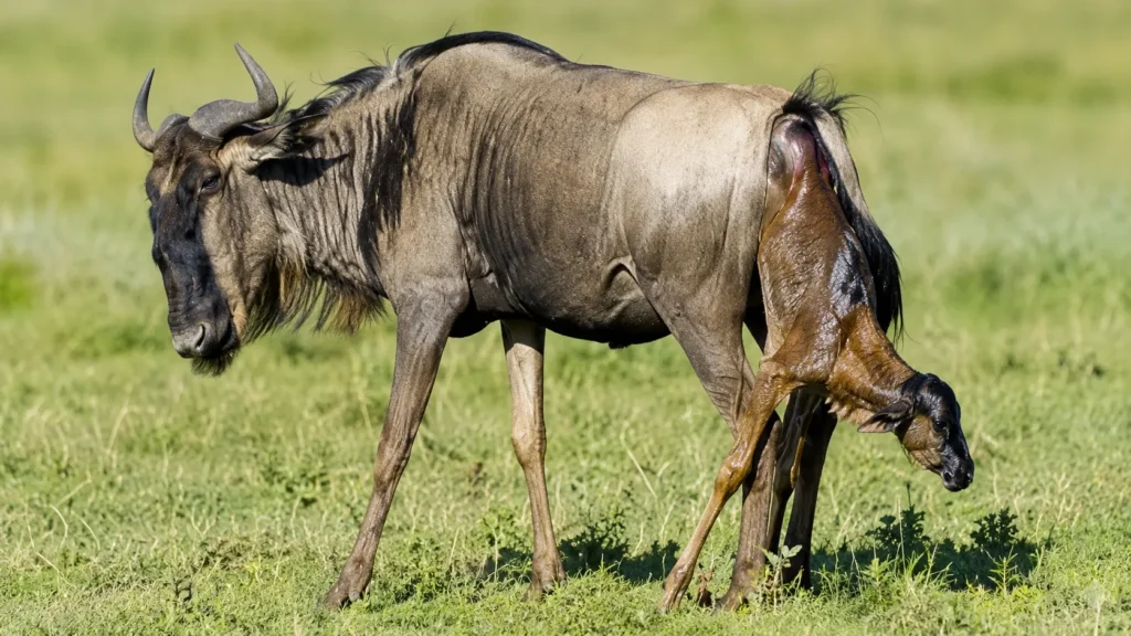 Ndutu Calving Season with wildebeest and newborn calf