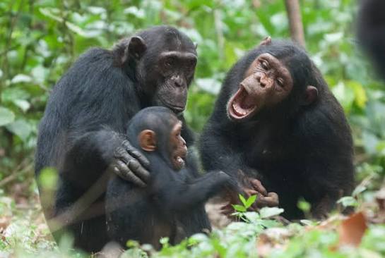 Gombe Chimpanzee Safari in Gombe National Park Tanzania