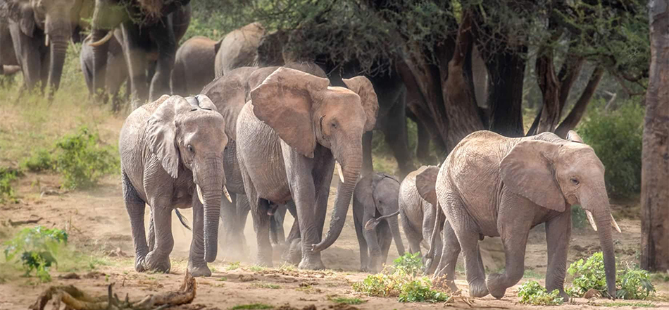 8 Day Masai Mara,Lake Nakuru &Amboseli Safari