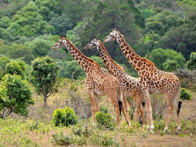 1 Day Lake Manyara National Park Safari from Arusha