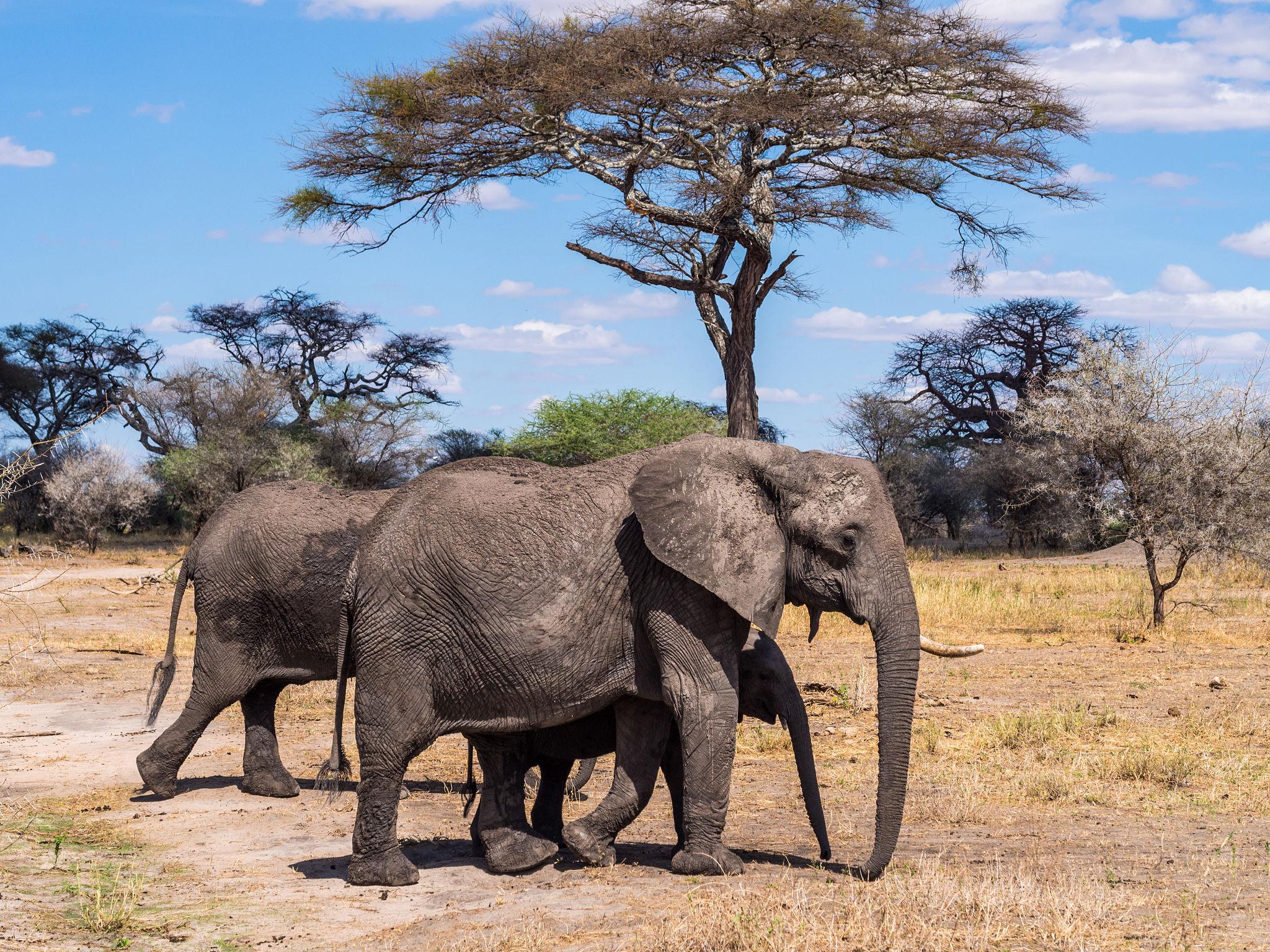 Tarangire elephants Northern Tanzania safari