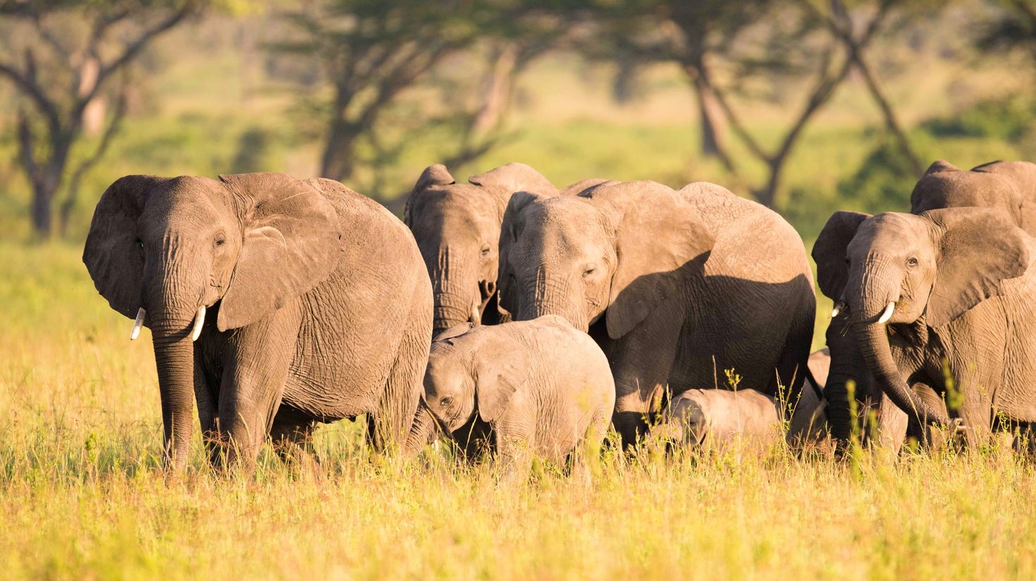 Tanzania National Parks with elephants and wildlife on safari