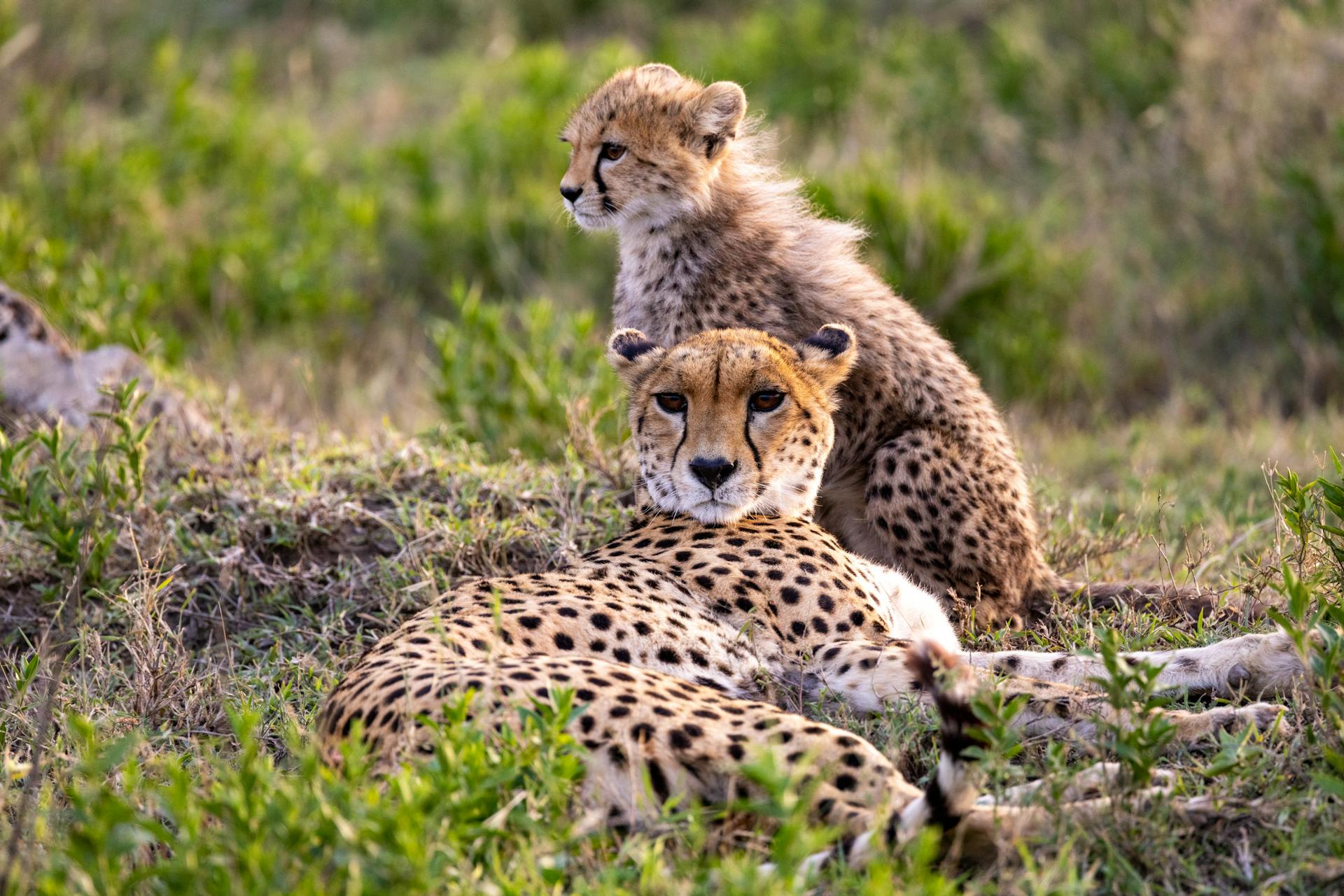Tanzania safari questions about Serengeti wildlife viewing
