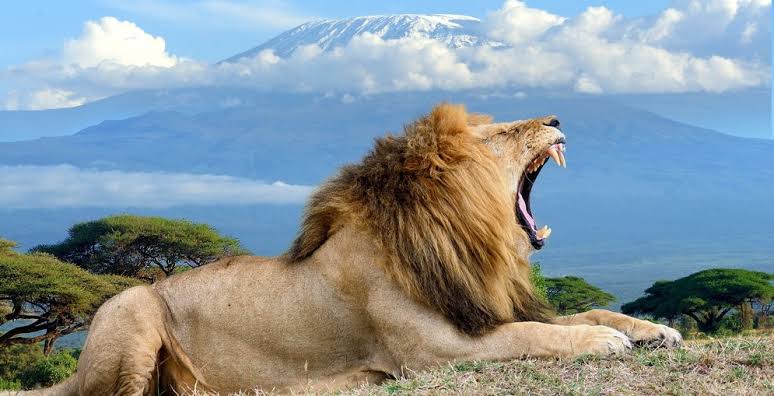 8-Day Kenya Fly-In Wildlife Safari