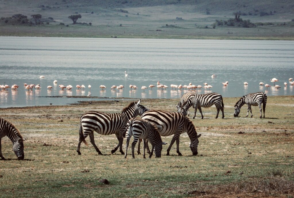 Luxury Tanzania safari starting in Arusha