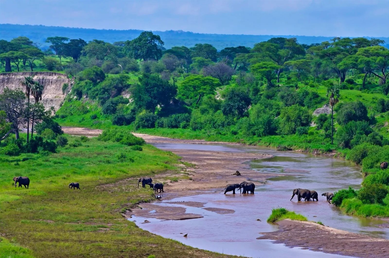 Tarangire Wildlife elephant herd during a Tanzania safariv