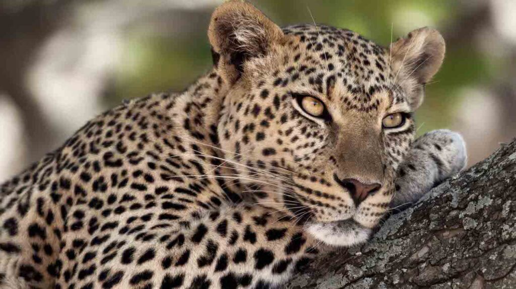 8-day family Tanzania safari wildlife experience