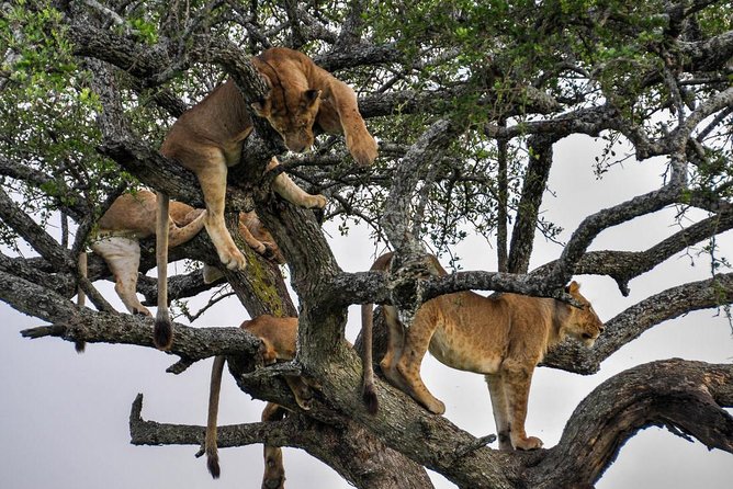 5-Day Tanzania Family Safari | Lake Manyara & Serengeti from Arusha