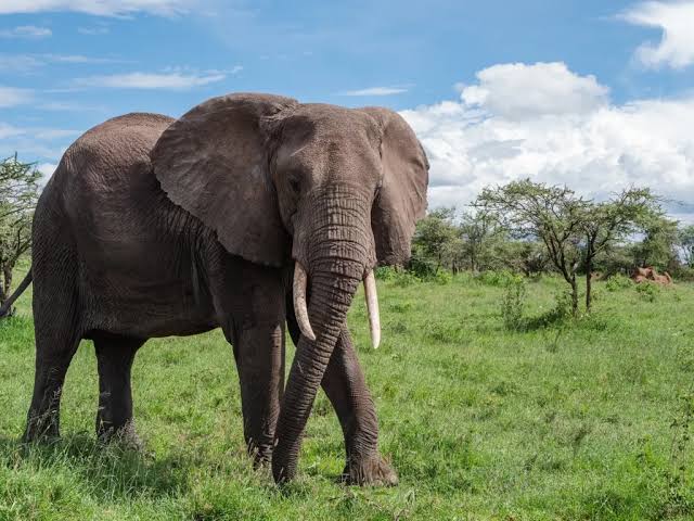 10-Day Kenya & Tanzania Wildlife Photography Safari with elephants and Mount Kilimanjaro
