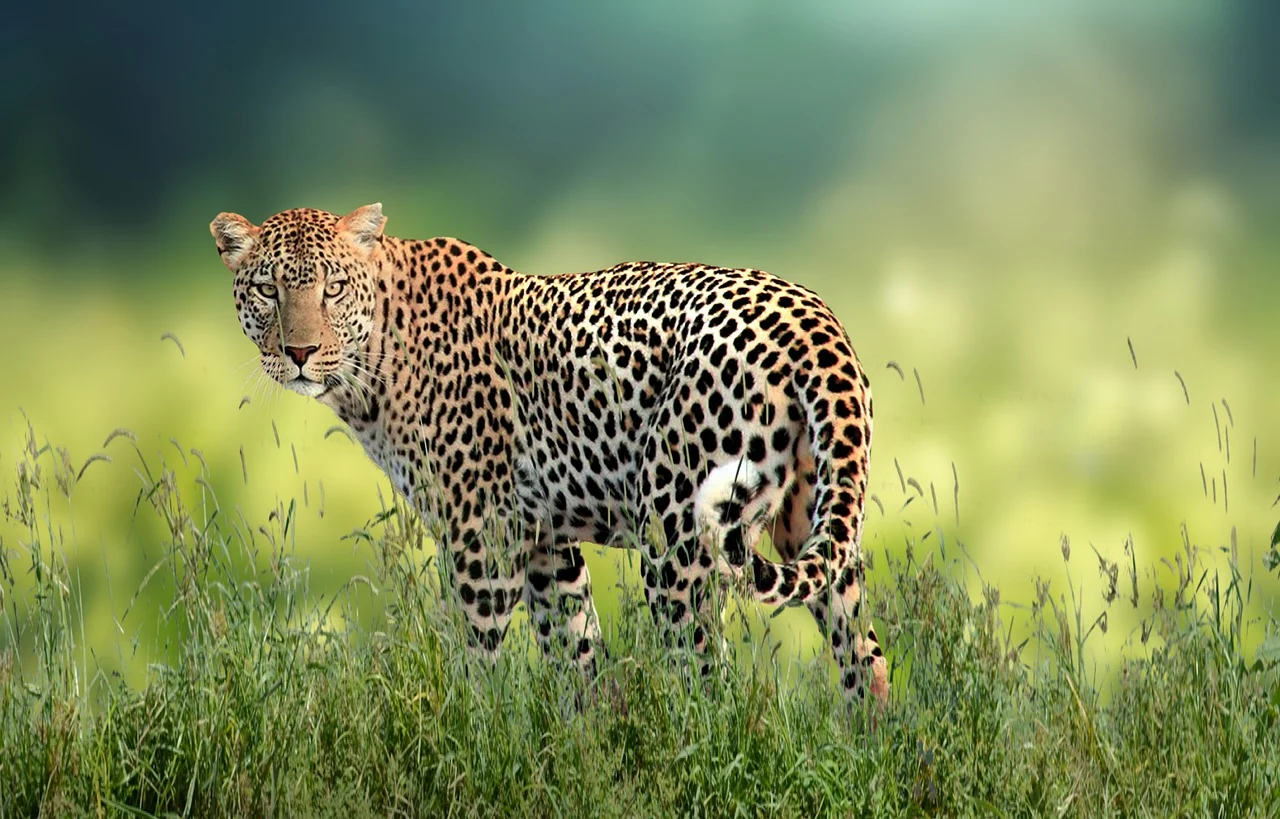 10 Day Private Best of Kenya Safari