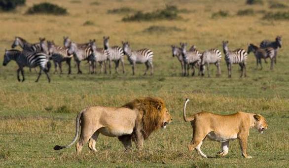 4 Days Serengeti and Ngorongoro Safari from Arusha with wildlife