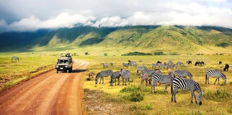 9-Day Mid-Range Tanzania Safari and Zanzibar Holiday wildlife experience