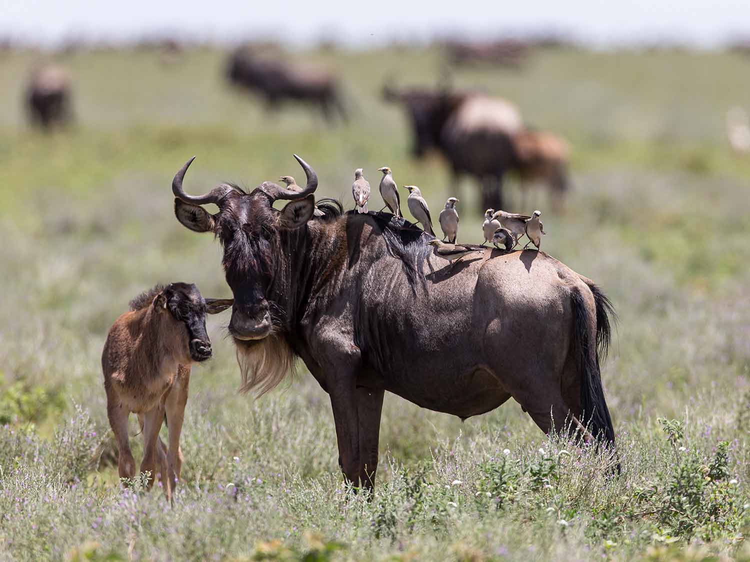 Wildebeest calving season Tanzania with lion