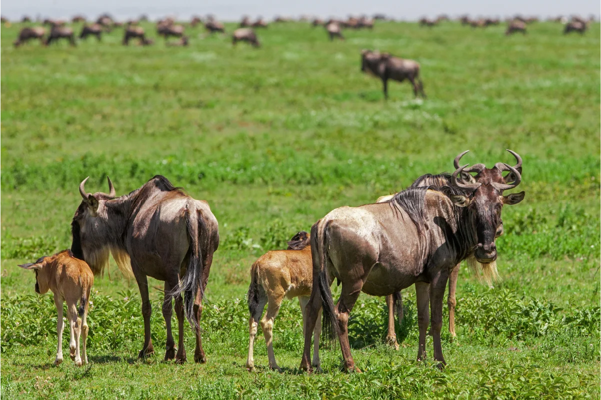 Ndutu calving safari with wildebeest newborn calf