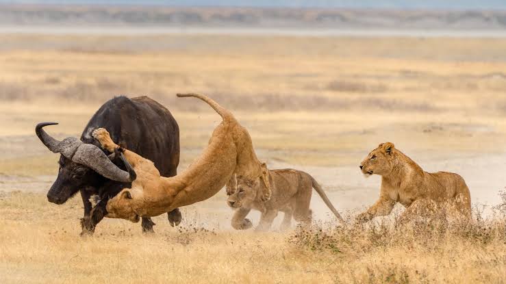 Ngorongoro Crater Safari Guide Tanzania wildlife and crater experience