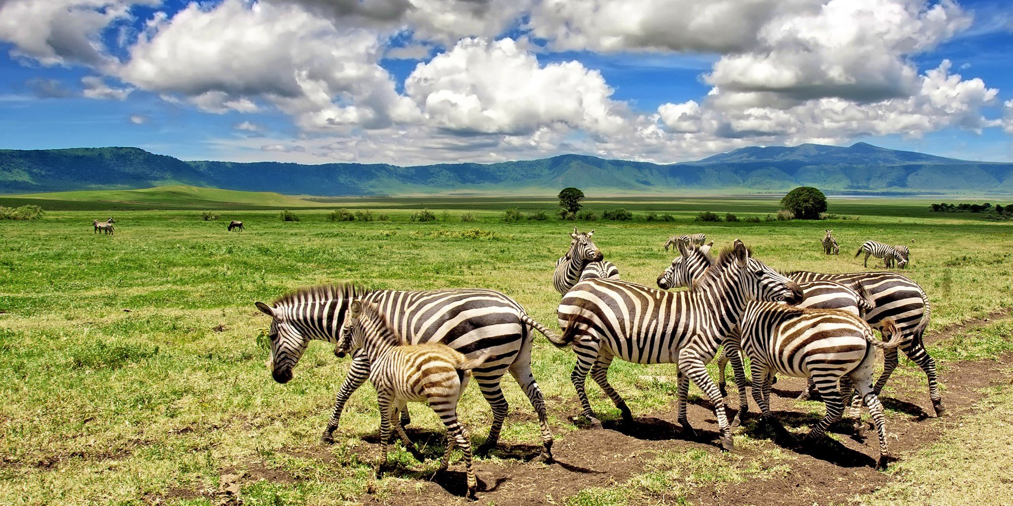Ngorongoro Crater safari wildlife experience in Tanzania