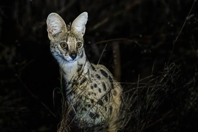 Tanzania safari after dark with wildlife viewing