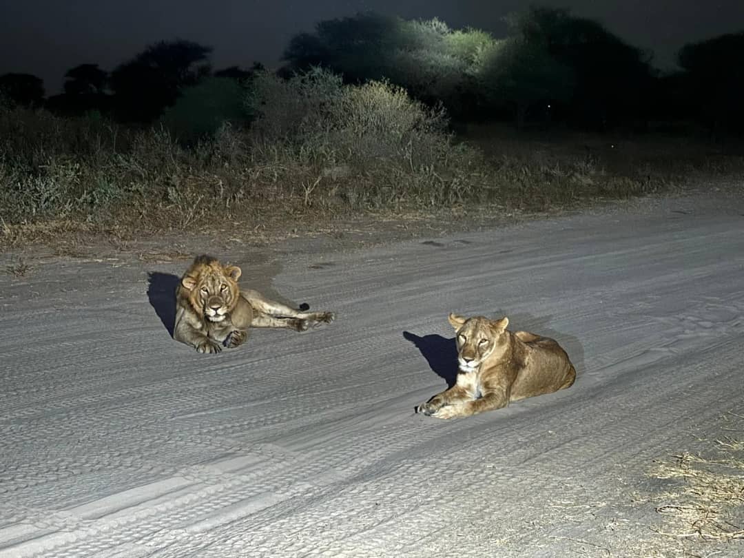 Tanzania night safari with a 4x4 night game drive vehicle