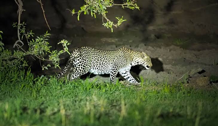 Nocturnal wildlife in Tanzania during a night safariv